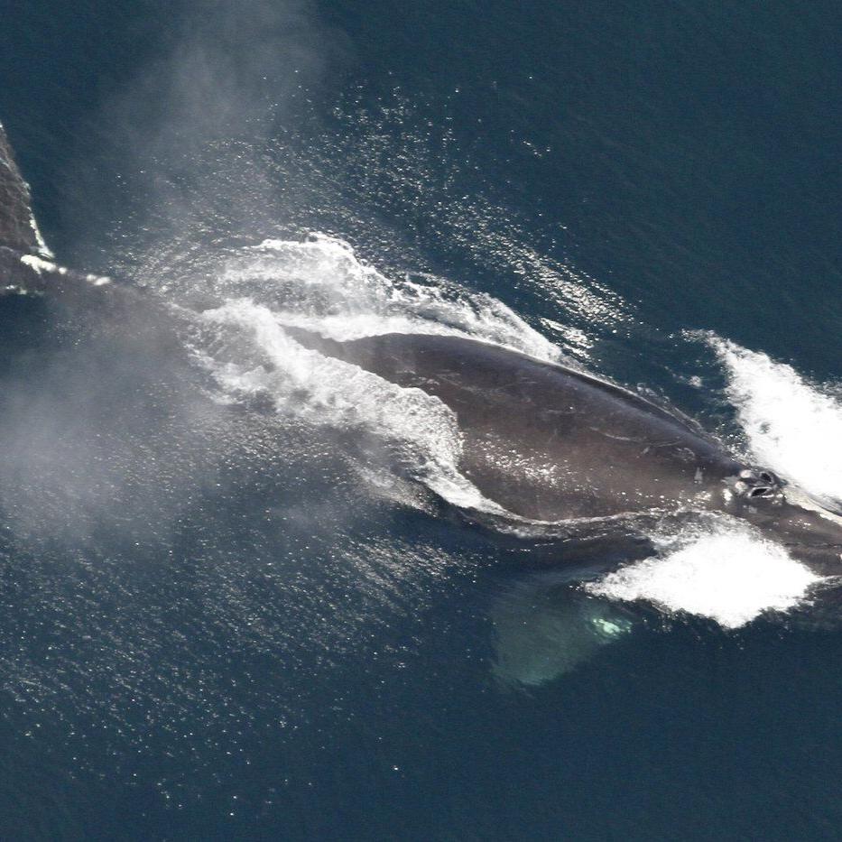 North Atlantic right whales should live past 100 years old. They're dying around 22